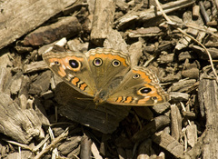 Junonia genoveva hilaris