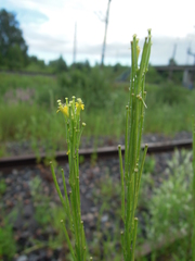 Erysimum marschallianum