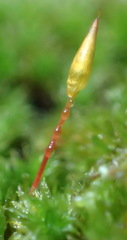 Schlotheimia