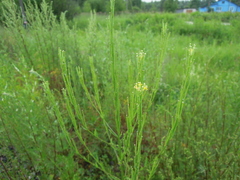 Erysimum marschallianum