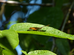 Catonephele mexicana