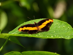 Catonephele mexicana