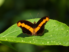 Catonephele mexicana