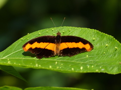Catonephele mexicana