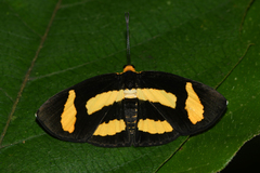 Image of Symmachia tricolor