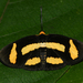 Symmachia tricolor - Photo (c) Ken Kertell, some rights reserved (CC BY-NC), uploaded by Ken Kertell