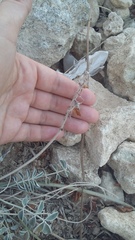 Hedysarum candidum