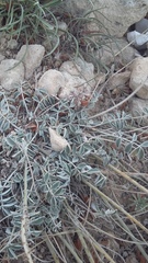 Hedysarum candidum