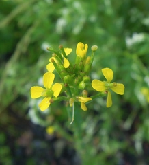 Erysimum marschallianum