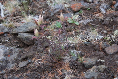 Castilleja pallida