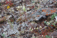 Castilleja pallida