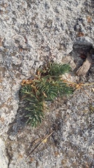 Euphorbia petrophila