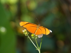 Eueides aliphera gracilis