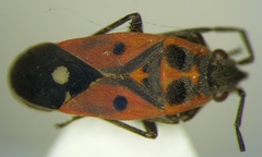 Melanocoryphus tristrami