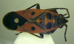 Melanocoryphus tristrami