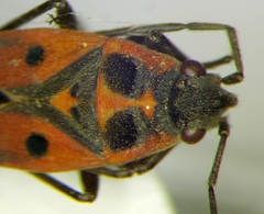 Melanocoryphus tristrami