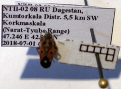 Melanocoryphus tristrami