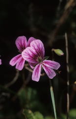 Pelargonium pseudosetulosum