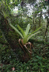 Bromeliaceae