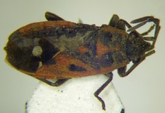Melanocoryphus tristrami