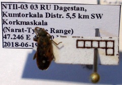 Melanocoryphus tristrami