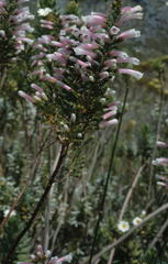 Erica perspicua perspicua