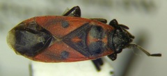 Melanocoryphus tristrami