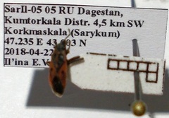 Melanocoryphus tristrami