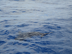 Globicephala