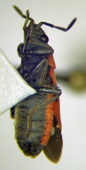 Melanocoryphus tristrami