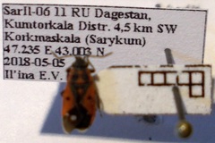 Melanocoryphus tristrami