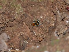 Dasymutilla munifica