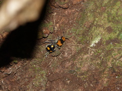 Dasymutilla munifica