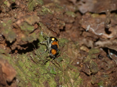 Dasymutilla munifica