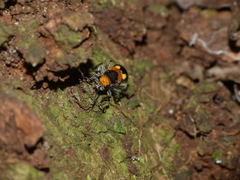 Dasymutilla munifica