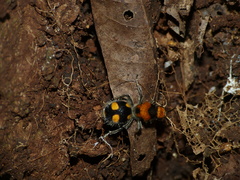 Dasymutilla munifica