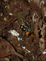 Dasymutilla munifica