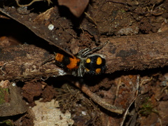 Dasymutilla munifica