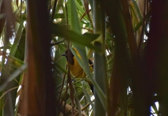 Icterus graduacauda dickeyae