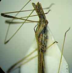 Neides tipularius