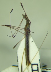 Neides tipularius