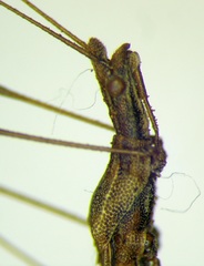Neides tipularius