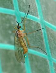 Empis punctata