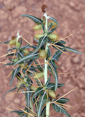 Xanthium spinosum