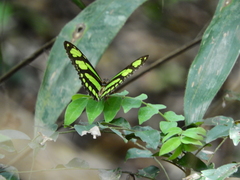Philaethria dido