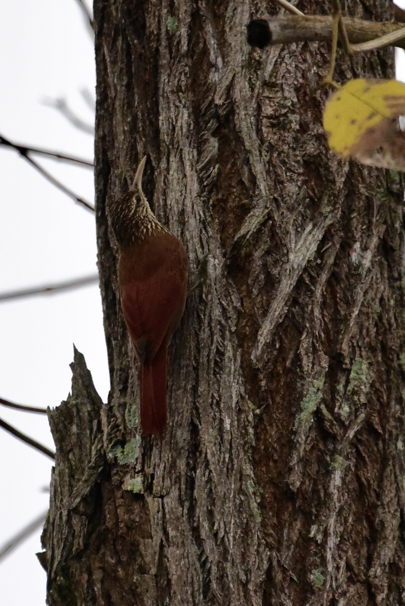 Streak-headed Woodcreeper (Lepidocolaptes souleyetii)
