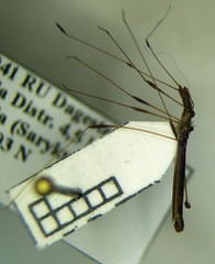 Neides tipularius