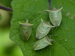 Arvelius albopunctatus