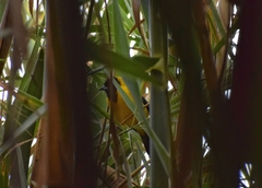 Icterus graduacauda dickeyae