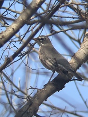 Turdus migratorius